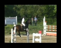horse Cantis (Württemberger, 2003, from Centesimo I)
