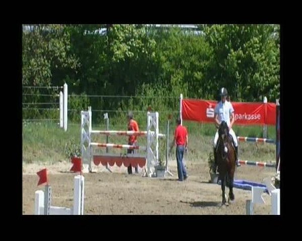 jumper San Remo 96 (Hanoverian, 2001, from San Juan)