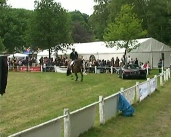 jumper Cortina 154 (Holsteiner, 2001, from Cardino)