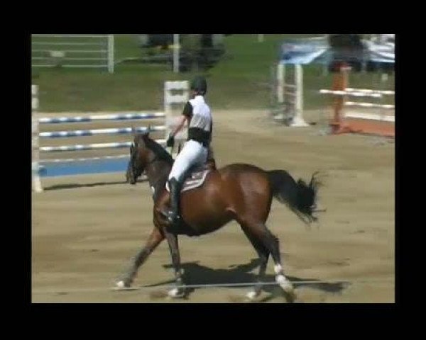 jumper L'Akasha (Hanoverian, 2003, from Laptop) jumper L'Akasha (Hanoverian, 2003, from Laptop)