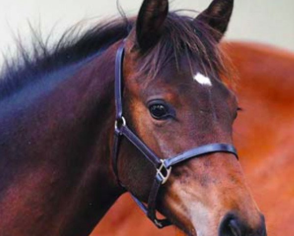 horse Leestone Conbreaker (Irish Sport Horse, 2016, from Connor 48)