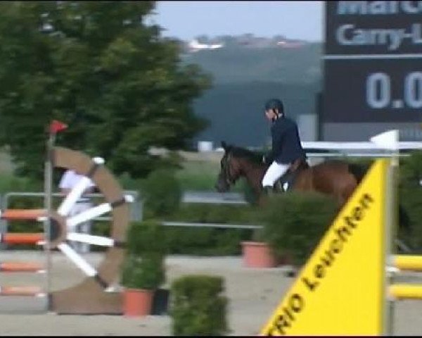 jumper Carry-Lu (Oldenburg show jumper, 2005, from Cordalme Z)