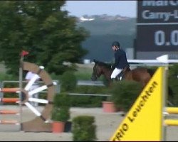 jumper Carry-Lu (Oldenburg show jumper, 2005, from Cordalme Z)