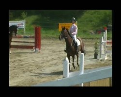 jumper Fiona River (Belgian Warmblood, 2005, from Colman)