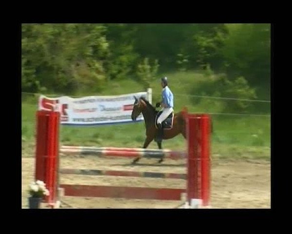 Pferd Lizarazu 18 (Oldenburger, 2003, von Landor S)