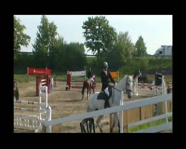 jumper Quella van Eyensluis (Belgian Warmblood, 1993, from Pavarotti van de Helle)