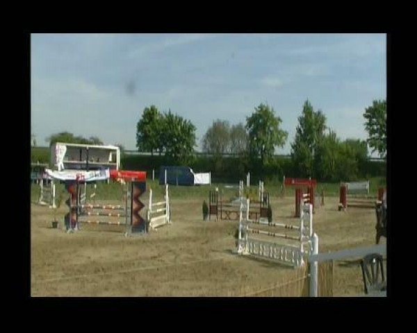 Pferd Cowboy 26 (Holsteiner, 2005, von Carambo)