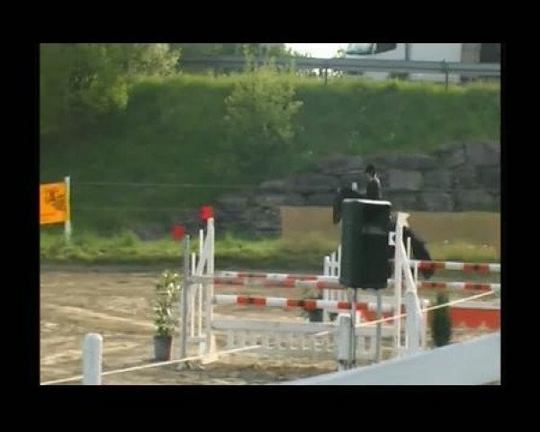 jumper Calypso 419 (Württemberger, 2005, from Candillo Z)