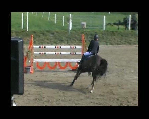 jumper Creme de la Creme 2 (Oldenburg show jumper, 2002, from Caretano Z)