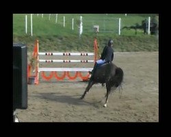 jumper Creme de la Creme 2 (Oldenburg show jumper, 2002, from Caretano Z)
