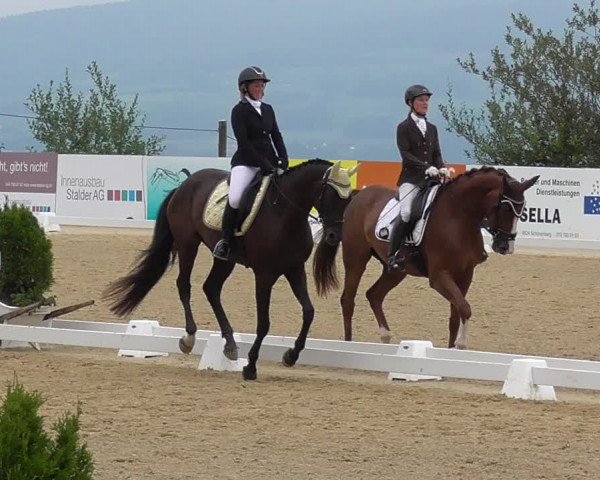 Reitturnier Wädenswil 2022