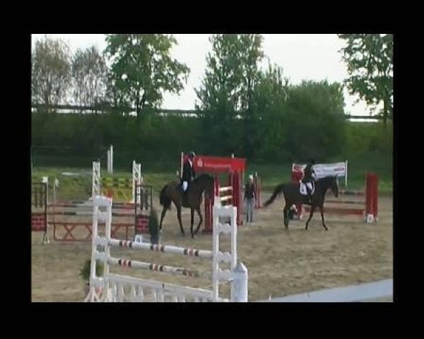 jumper Aralimbo's Son (Württemberger, 2005, from Aralimbo)