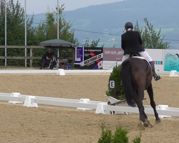 Reitturnier Wädenswil 2022