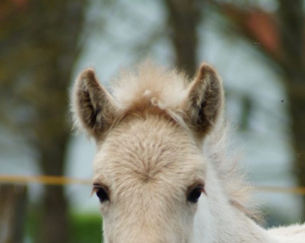 horse Neuensteins Keke (Fjord Horse, 2021, from Kalino)