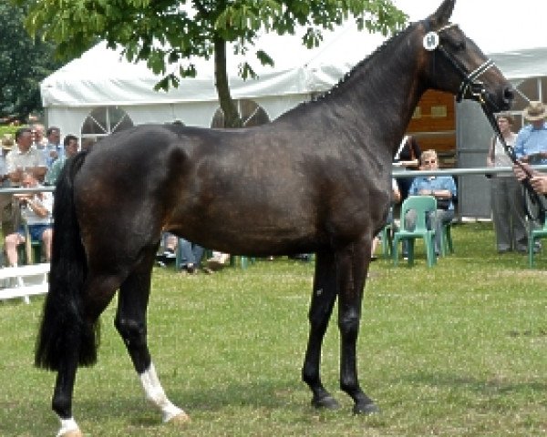 broodmare Chanee (Westphalian, 2003, from Charming 8)
