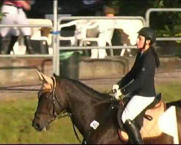 jumper Dunewell (anglo european sporthorse, 2004, from Douglas)