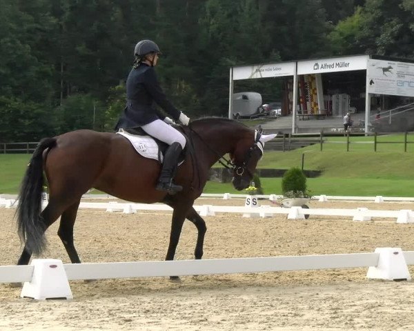 Reitturnier Wädenswil 2022
