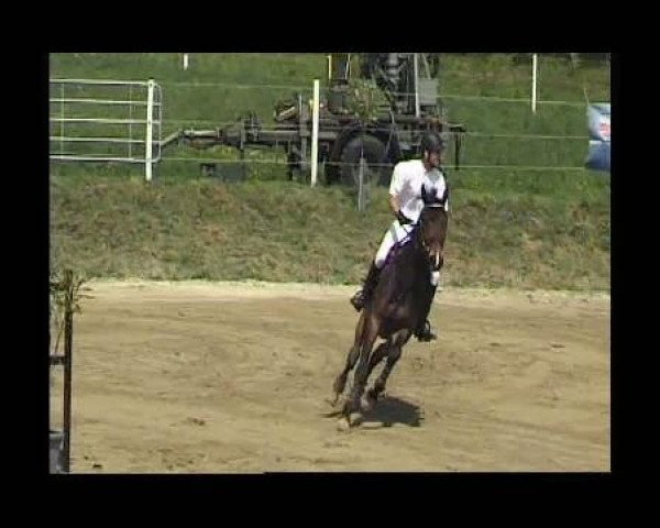 horse Condios 9 (Holsteiner, 2001, from BB Carvallo)