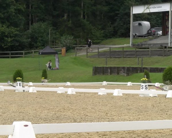 Reitturnier Wädenswil 2022