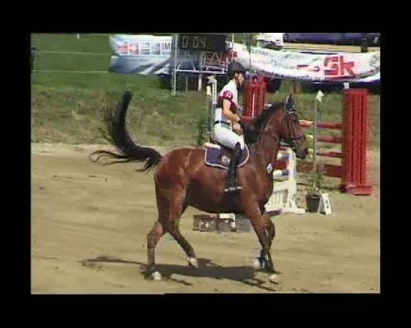 jumper Genius 91 (Hanoverian, 1994, from Grandeur)