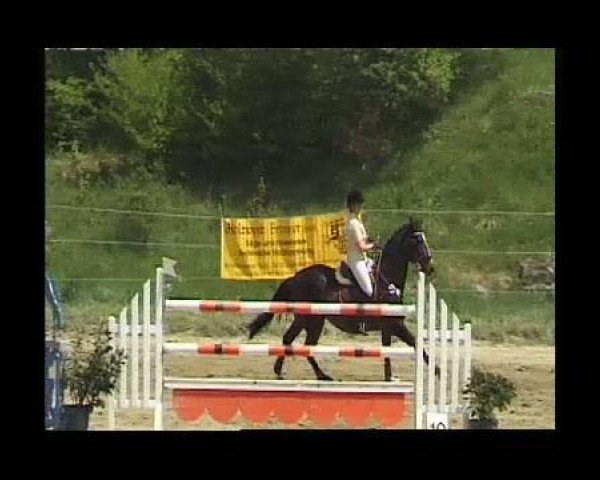 dressage horse Leslie (Württemberger, 1997, from Landioso)