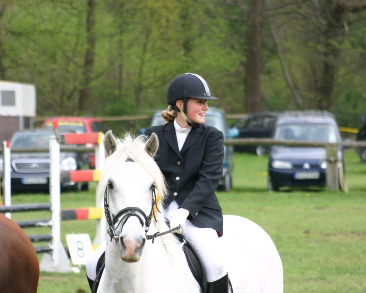 dressage horse Eddy 110 (Tinker / Irish Cob / Gypsy Vanner, 1997)
