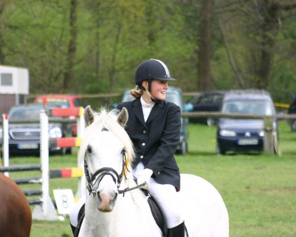 dressage horse Eddy 110 (Tinker / Irish Cob / Gypsy Vanner, 1997)