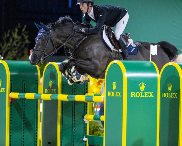 jumper Scenletha (Hanoverian, 2010, from Hunter's Scendix)