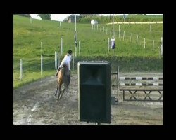 Caballo de salto Lennox 165 (Bayer, 2000, de Libero)