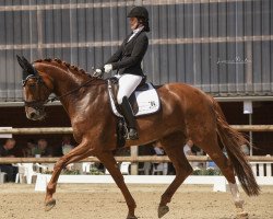 Dressurpferd Dynamic 25 (Westfale, 2013, von Don Frederic 3)