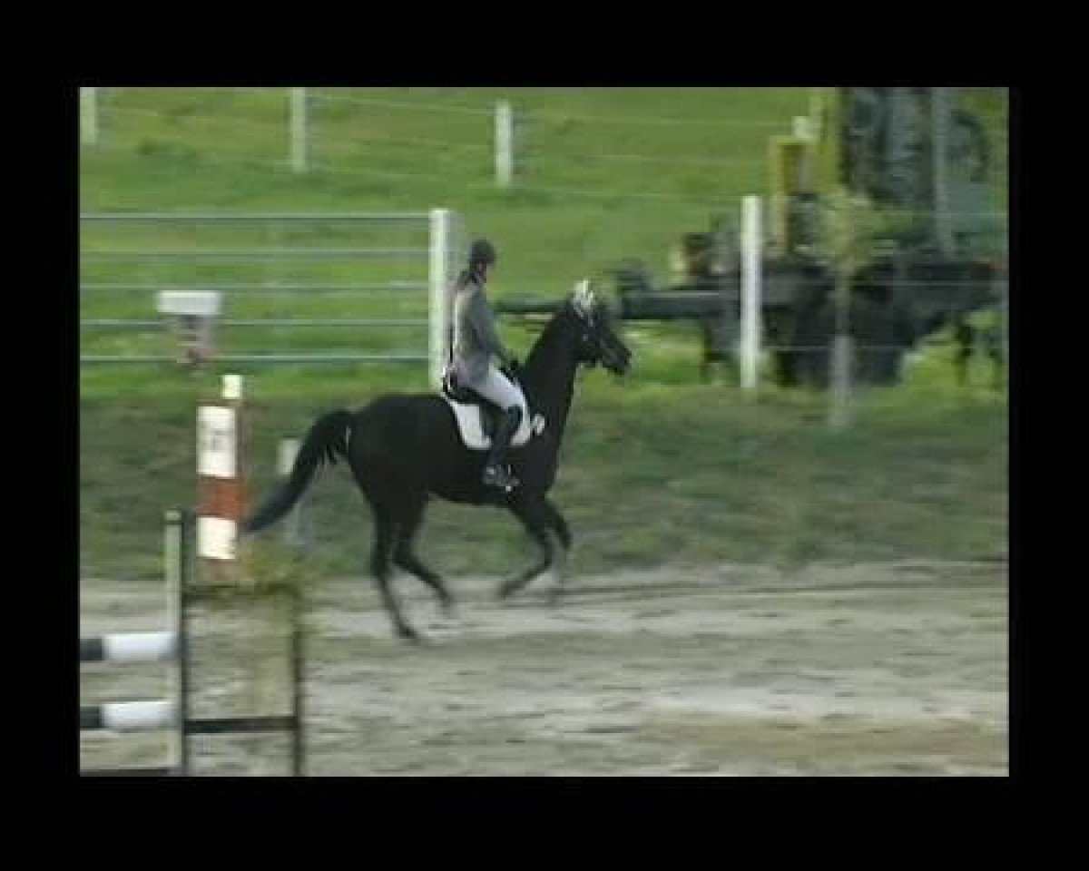 jumper Antony 11 (Trakehner, 1997, from Turnus)
