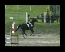 jumper Antony 11 (Trakehner, 1997, from Turnus)