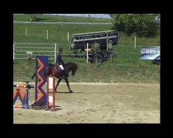 Springpferd Carl der Große 16 (Holsteiner, 2006, von Con Air)
