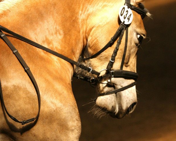Dressurpferd Heaven's Light (Haflinger, 2006, von Almsee)
