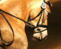 dressage horse Heaven's Light (Haflinger, 2006, from Almsee)
