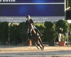 jumper Donna Lotta 2 (German Sport Horse, 2003, from Dusold)