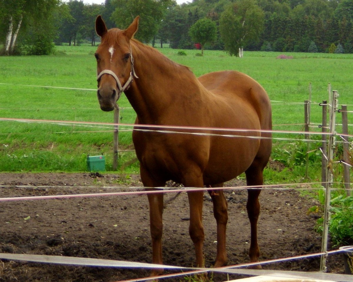 Zuchtstute Samba Queen (Oldenburger, 1997, von Quattro B)