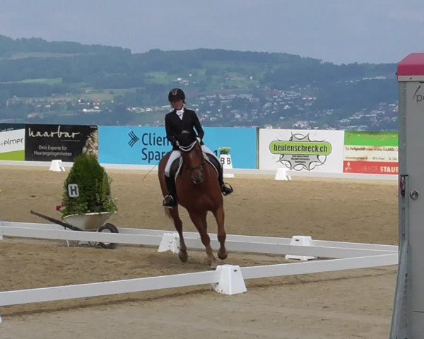Reitturnier Wädenswil 2022
