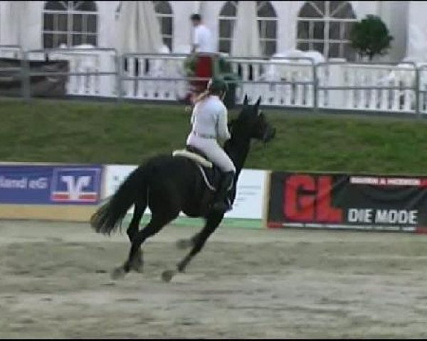jumper Gerrit 36 (German Sport Horse, 2003, from Gepardi)