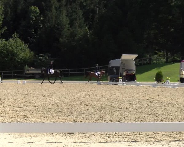 Reitturnier Wädenswil 2022