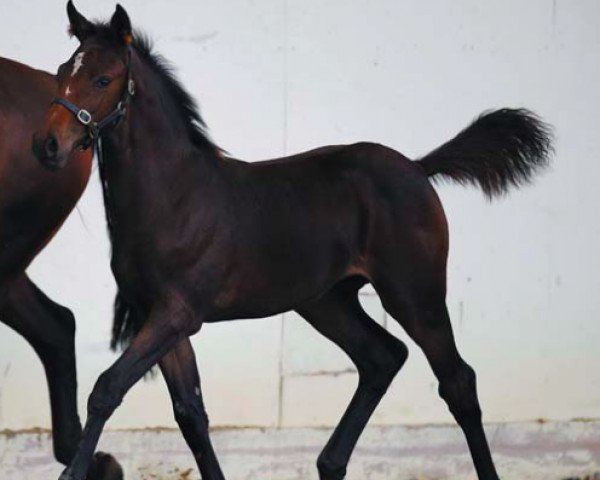 horse My Special Lauren (Irish Sport Horse, 2016, from I'm Special de Muze)