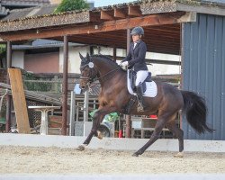 dressage horse Esparto Emilio (Hanoverian, 2012, from Earl)