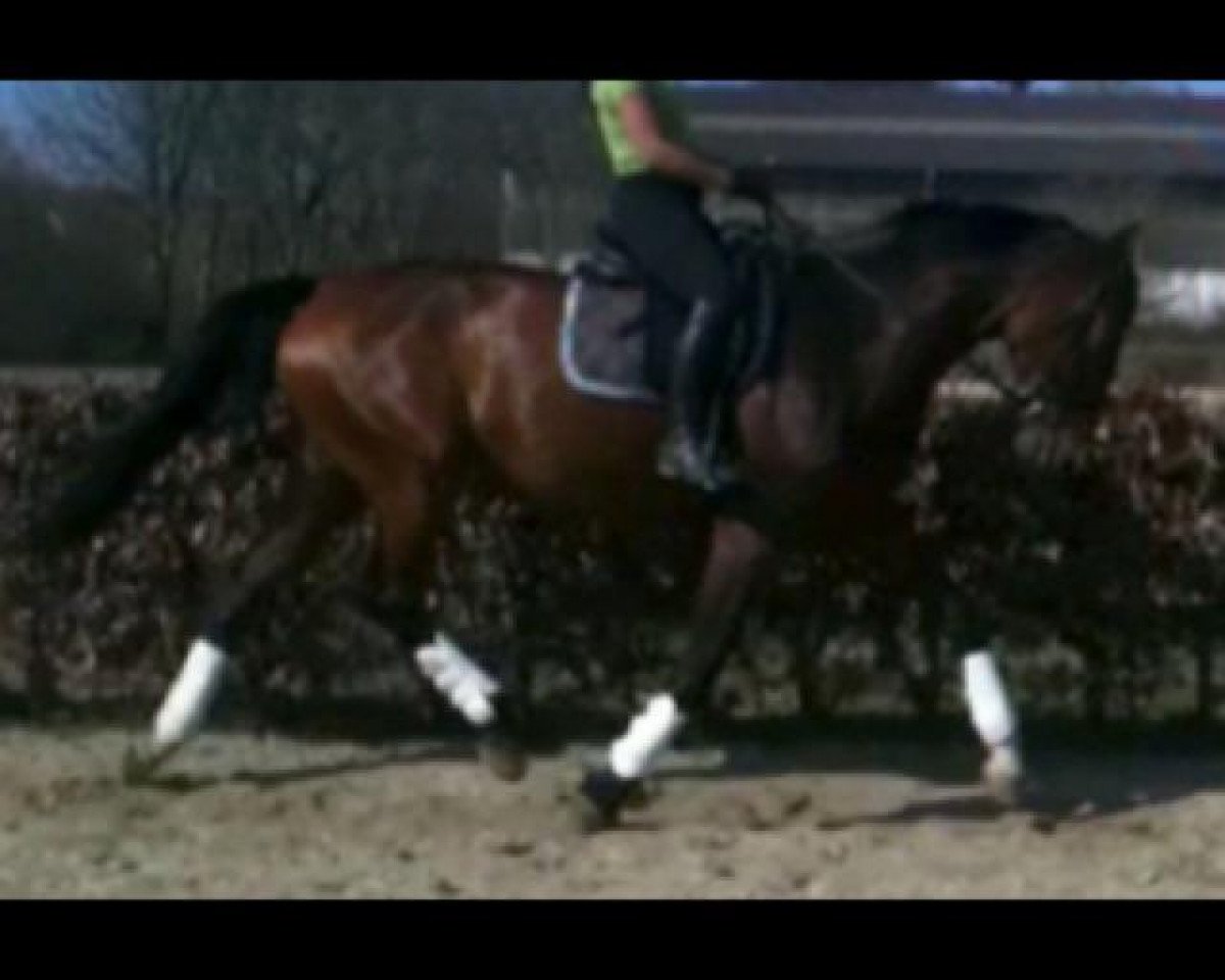 Zuchtstute Goethe's Lady (Rheinländer, 2004, von Goethe)