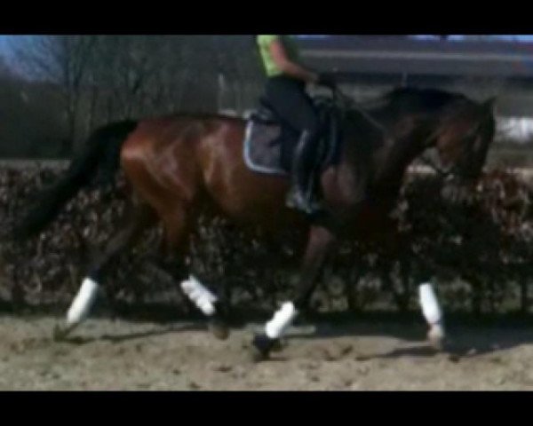broodmare Goethe's Lady (Rhinelander, 2004, from Goethe)
