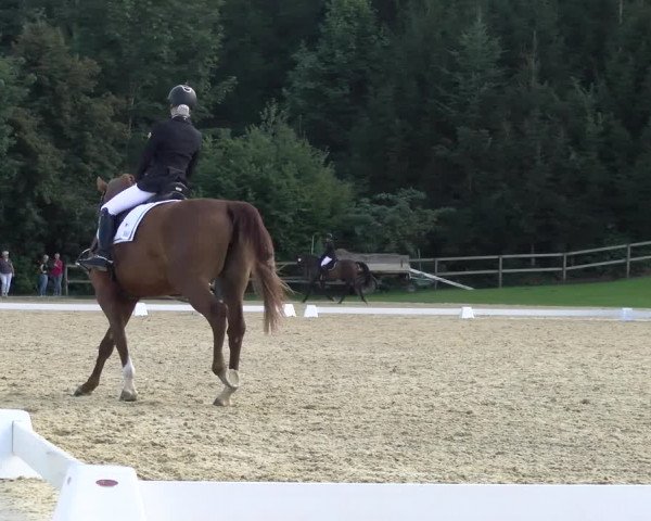 Reitturnier Wädenswil 2022