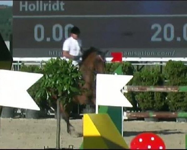 Springpferd Hollerith (Westfale, 1998, von Holland)