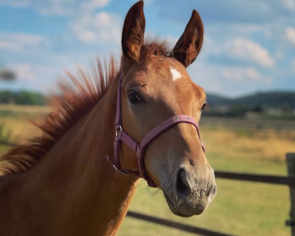 horse Tequila Fürst (Westphalian, 2022, from Total Diamond PS)