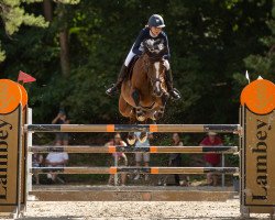 broodmare Caya 53 (Holsteiner, 2014, from Casalito)