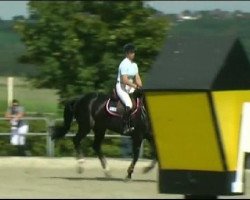 jumper Warina 128 (KWPN (Royal Dutch Sporthorse), 2003, from Contender)