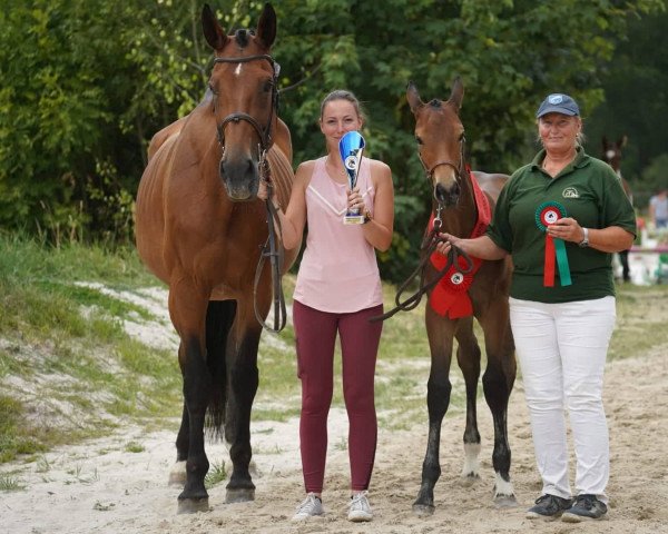 Fattrice Gobbi SLK (Oldenburger Cavallo da salto, 2022, di Go-On T.s.)